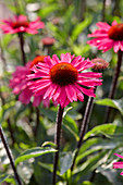 Echinacea Sensation Pink