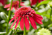 Echinacea 'Double Scoop Cranberry'