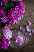 Detail of a variegated pink rose