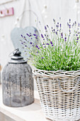 Lavender in basket and lantern
