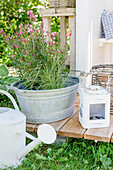 Pink gaura and grasses in zinc tub next to lantern on terrace