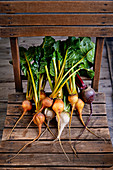 Freshly harvested beetroot, golden beets and white beets