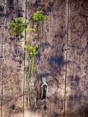 Fenchelblüten und Baumschere auf Holzuntergrund