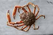 A large spider crab
