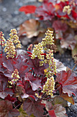 Heuchera Little Cuties Blonde