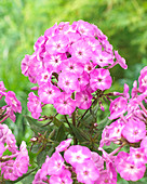 Phlox paniculata Famous 'Purple 9009-05'