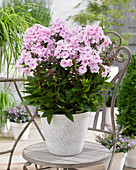 Phlox paniculata Sweet Summer 'Sensation'