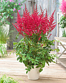 Astilbe chinensis 'Alive and Kicking'