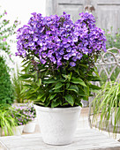 Phlox Sweet Summer Surprise