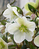 Helleborus x ericsmithii HGC® 'Malory'