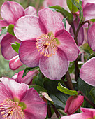 Helleborus x lemonnierae HGC® 'Madame Lemonnier'