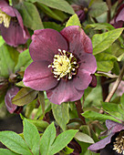 Helleborus orientalis Pretty Ellen 'Purple'