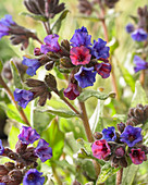 Pulmonaria longifolia 'Diana Clare'