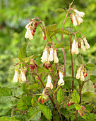 Symphytum grandiflorum