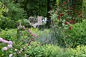 A cozy seat in the garden, a bed of roses, a climbing rose on the trellis, lady's mantle, catmint, and hydrangea