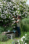 Frau schneidet Blüten von Rose 'Venusta Pendula'