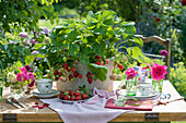 Erdbeerpflanzen mit Früchten als essbare Tischdekoration im Flechtkorb