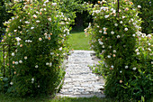 Ramblerrose 'Ghislaine de Feligonde' an Rosenbogen, gepflasterter Weg