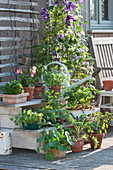 Clematis, nasturtiums, 'Red' beardtongues, and vegetables - young seedlings on plant stairs