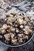 Harvesting root vegetables