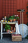 Geraniums in terracotta pots on potting table against Falu-red façade