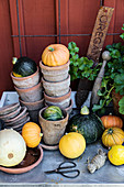 Ornamental squashes, terracotta pots and gardening tools on potting table