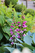 Blühender Fingerhut (Digitalis purpurea) im Garten