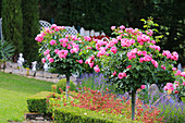 Standard roses in sloping garden