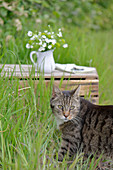 Chickweed and milkweed in a white jug, with a domestic cat in front of it