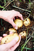 Kartoffeln ausgraben