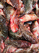 Viele Fische zum Verkauf auf einem Fischmarkt in Mallorca (bildfüllend)