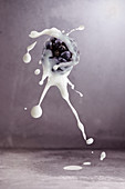 A blackberry with a milk splash