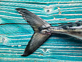 Tail fin close-up of a fresh raw mackerel on a wooden board