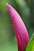Pinkfarbenes Blütenblatt einer Rosenmagnolie, Magnolia 'Spectrum'