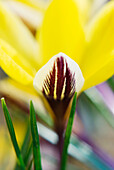 Blütenblätter des Netzfaserigen Krokus (Crocus reticulatus) 'Feathered Sulphur'