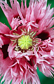 Pink flower of the opium poppy (Papaver somniferum, Laciniatum Group)
