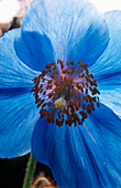 Blaue Blüte des Großen Scheinmohn (Meconopsis) 'Meconopsis grandis', Blauer Mohn