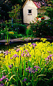 Sibirische Schwertlilie (Iris sibirica) im Beet am Gartenteich
