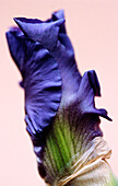 Lila Knospe der Deutschen Schwertlilie (Iris germanica) 'Breakers'