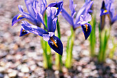 Netzblatt-Schwertlilie (Iris reticulata) 'Joyce'