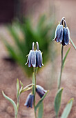 Blaue türkische Schachbrettblume (Fritillaria armena)