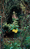 Blühende Kaiserkrone (Fritillaria imperialis)  im Garten
