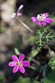 Lila Blüten der Leberblümchen (Hepatica nobilis) 'Kinnekulle Queen'