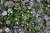Blaue Leberblümchen (Hepatica nobilis) und Buschwindröschen (Anemone nemorosa) am Waldboden