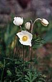 Große Windröschen (Anemone sylvestris), weisse Blüten