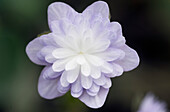 Weißes Leberblümchen (Hepatica nobilis var. japonica)  'Haukan'