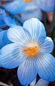 Blaue Blüte des Baytop Krokus (Crocus baytopiorum)