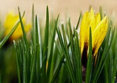 Korolkow-Krokus (Crocus korolkowii), gelbe Blüten