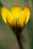 Gelbe Blüte des Kleinen Krokus (Crocus chrysanthus), auch Balkan-Krokus  'Gipsy Girl'