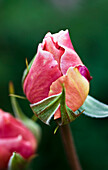 Englische Austin-Rose 'Rosa A Shropshire Lad' (auch 'Ausled')